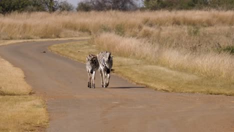Zwei-Zebras-Laufen-In-Brütender-Hitze-Eine-Straße-In-Einem-Südafrikanischen-Wildpark-Entlang