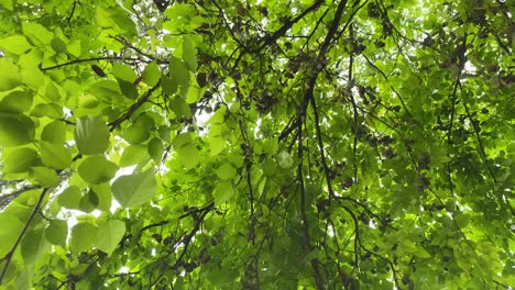 Tilt-down-view-of-green-wild-nuts-tree-leaves
