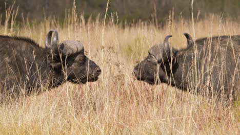 Zwei-Wiederkäuende-Kaffernbüffel-Begegnen-Sich-In-Der-Südafrikanischen-Savanne