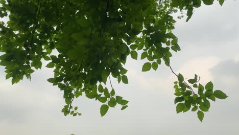 Vista-Cercana-De-Un-árbol-De-Mango-En-Un-Día-Ventoso-Con-Cielo-Gris