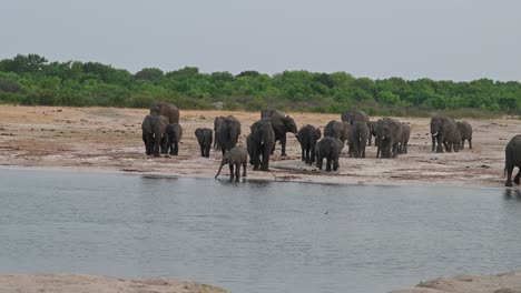 Sehr-Große-Gemischte-Herde-Wilder-Elefanten-Im-Hwange-Nationalpark,-Die-Zur-Wasserstelle-In-Simbabwe,-Afrika,-Gehen,