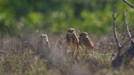 Brazilian-Burrowing-Owl-lands-smoothly-in-windy-conditions-alongside-two-others