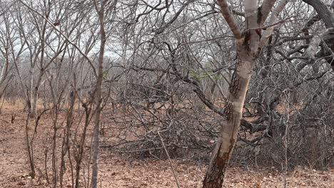wild-African-elephants-move-through-the-bush-in-Hwange-National-Park,-Zimbabwe,-Africa