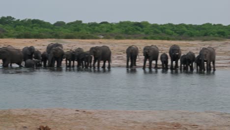 Große-Elefantengruppen-An-Einer-Wasserstelle-In-Simbabwe,-Südafrika,-Vielleicht-100-Wilde-Elefanten