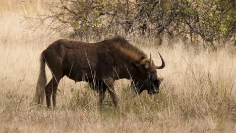 close-up-of-a-black-wildebeest-grazing-in-the-tall-grasses-of-the-South-African-savannah