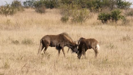 two-black-wildebeest-grazing-together-in-the-south-african-savannah