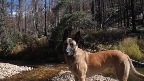 Handheld-of-a-dog-enjoying-the-sun-near-two-creeks-joining-in-mountain-forest