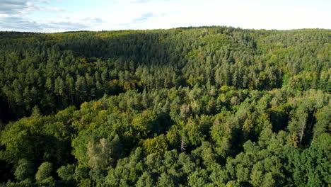 Green-pine-tree-woodland-at-Witmomino-in-Poland,-aerial
