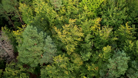 Green-forest-canopy-with-golden-hour-sunlight-in-Poland,-aerial