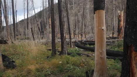 Schwenk-über-Einen-Verbrannten-Wald,-Der-In-Colorado-Langsam-Wieder-Zum-Leben-Erwacht