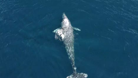 single-gray-whale-migrates-to-Alaska