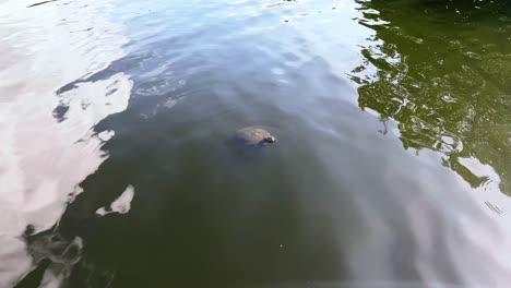 Eine-Schildkröte-Schwimmt-In-Einem-See-Mit-Grünem-Wasser