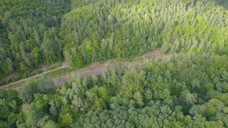 Große-Baumfläche-In-Einem-Riesigen-Grünen-Wald-In-Polen,-Gdynia