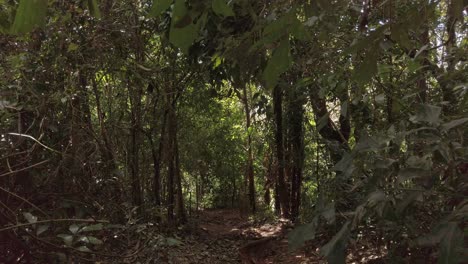 Blick-Auf-Den-Wanderweg-Durch-Einen-Wald-Oder-Einen-Park-Mit-Grünen-Blättern-Und-Sonne,-Die-Durch-Das-Laub-Im-Tropischen-Wald-Scheint