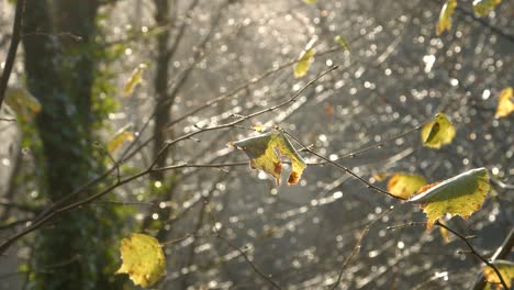 Herbstbäume-Im-Sonnenaufganglicht-Und-Verbleibende-Blätter-4k