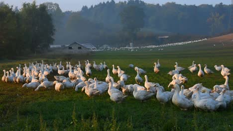 Zooming-out-on-group-of-white-geese-on-a-geese-farm-in-Germany