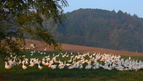 White-geese-on-farm-field-early-morning-during-sunrise