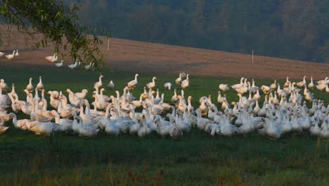 A-group-of-geese-standing-together-at-geese-farm-in-Germany
