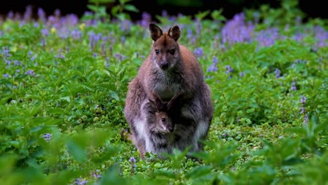 Red-necked-dwarf-wallaby-mom-with-her-child-in-her-pouch,-still-shot-of-Australian-wildlife