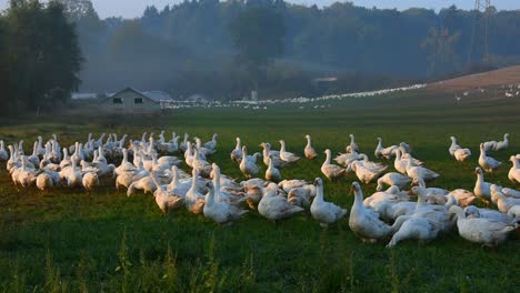Panning-left-on-a-group-of-white-geese-and-a-barn-at-a-geese-farm-in-Germany