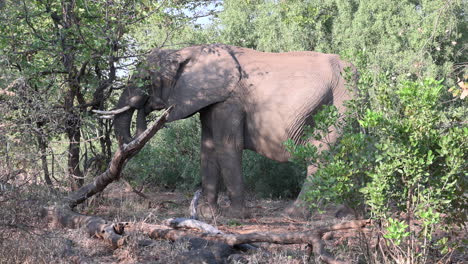 Afrikanischer-Elefant,-Der-Gräser-Im-Wald-Frisst