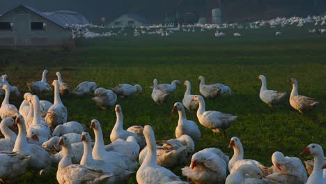 Close-up-of-white-geese-on-farm-field