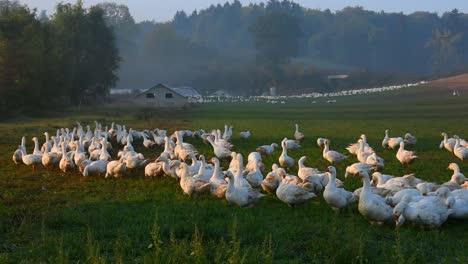 A-group-of-white-geese-on-a-geese-farm-early-in-the-morning,-in-Germany