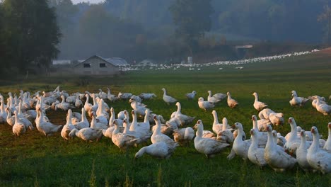 Zooming-into-group-of-white-geese-at-geese-farm-in-Germany