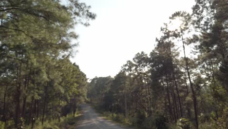 blurred-out-of-focusing-front-driver-view-while-traveling-on-the-local-road-surround-with-pine-trees-high-land-forest-in-winter-sunset-time,-traveling-through-pine-forest-on-motorbike