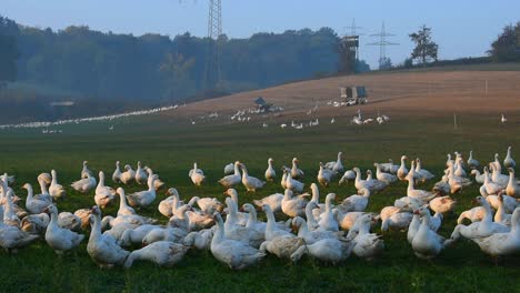 White-geese-flying-on-geese-farm-in-Germany