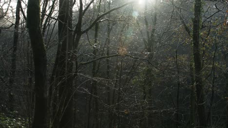 Herbstnasse-Bäume-Bei-Sonnenaufgang-Nach-Regen-Mit-Kahlen-Bäumen-Und-Verbleibenden-Blättern-4k