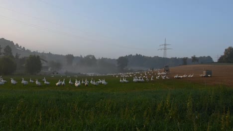 White-geese-walking-around-on-farm-field-early-morning