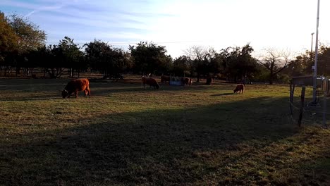 Sunrise-grazing-of-Highland-cattle-on-farmland-in-Germany