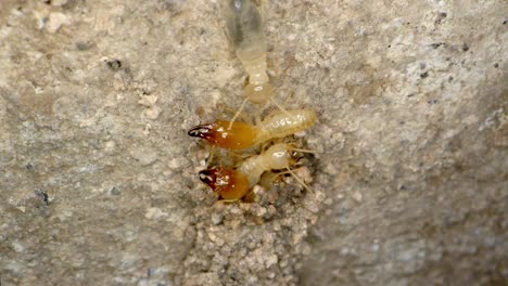 A-termite-colony-repairing-a-mud-tunnel-in-the-garage-in-a-home-shot-on-a-Super-Macro-lens-almost-National-Geographic-style