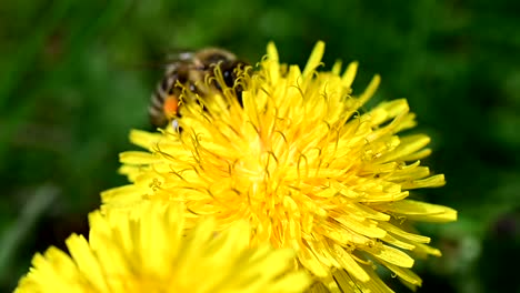 Bee-collecting-pollen-from-yellow-flower