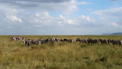 Herde-Von-Zebras,-Die-Auf-Den-Endlosen-Ebenen-Afrikas-Grasen