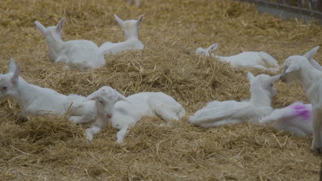 Un-Grupo-De-Cabras-Bebé-Relajándose-En-Un-Parche-De-Heno