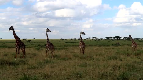 Giraffes-posing-on-the-savannah-standing-still,-moving-their-ears-and-tails