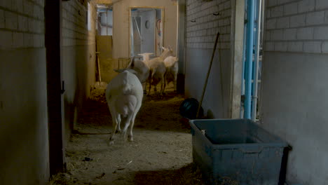 A-herd-of-goats-walking-down-a-farm-hallway