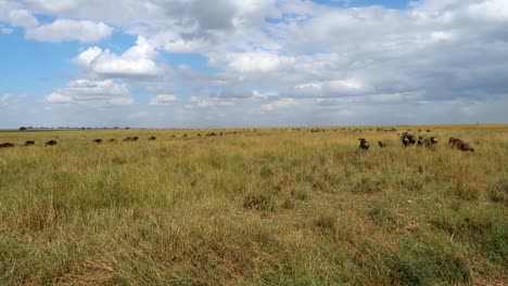Slowmotion-shot-of-a-herd-of-wildebeests-running-away-through-the-Serengeti