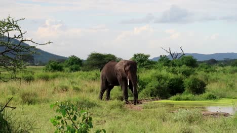 Afrikanischer-Elefant,-Der-Mit-Schlammigem-Wasser-In-Der-Savanne-Des-Serengeti-Nationalparks-Spielt
