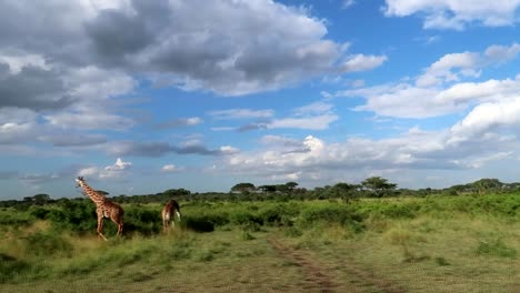 Slow-motion-shot-from-a-car-as-passing-by-walking-giraffes-on-the-savannah