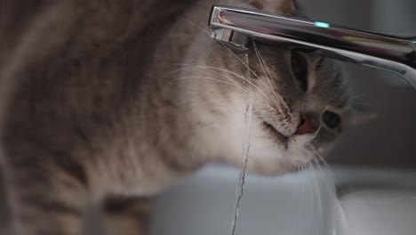 Detail-shot-of-funny-house-cat-drinking-from-sink-faucet