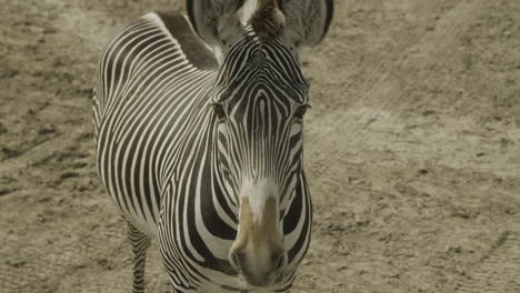 A-single-zebra-staring-into-the-camera-from-close-up