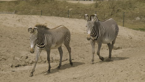 A-pair-of-zebra's,-in-a-enclosure,-walking-in-slow-motion-towards-the-camera