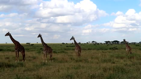 Vier-Giraffen,-Die-Still-In-Einer-Reihe-Stehen-Und-Ihre-Ohren-Auf-Der-Savanne-Bewegen