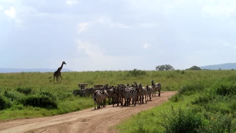 Herde-Von-Zebras-Auf-Einem-Feldweg-Und-Giraffen,-Die-Hinterher-Laufen