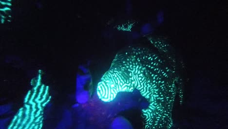 Video-De-Buceo-De-Corales-Brillantes-Bajo-Luz-Ultravioleta-Durante-El-Buceo-Nocturno-En-El-Parque-Nacional-De-Komodo,-Indonesia