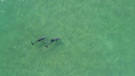 Top-down-aerial-shot-of-a-pair-of-dolphins-swimming-in-clear-ocean-water