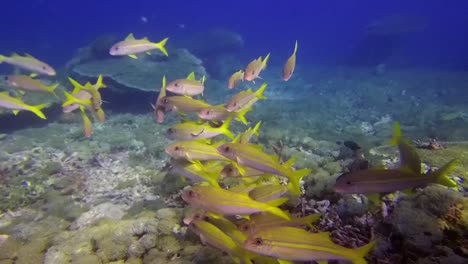 Schooling-Yellow-Goatfish-among-corals-in-Komodo-National-Park,-Indonesia